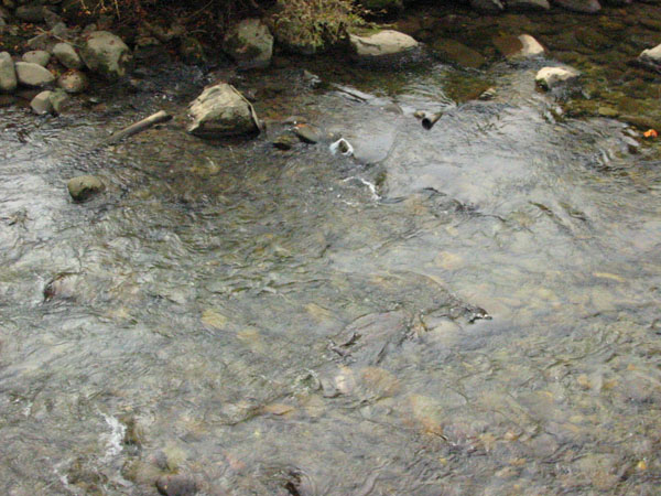 clear_water_in_creek