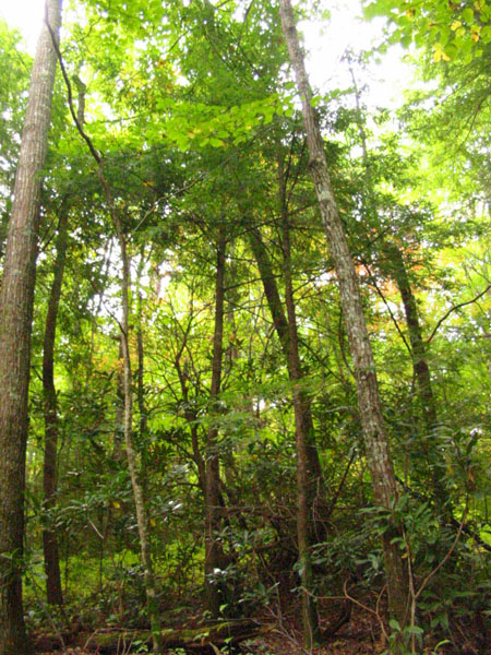 trees_in_mountain