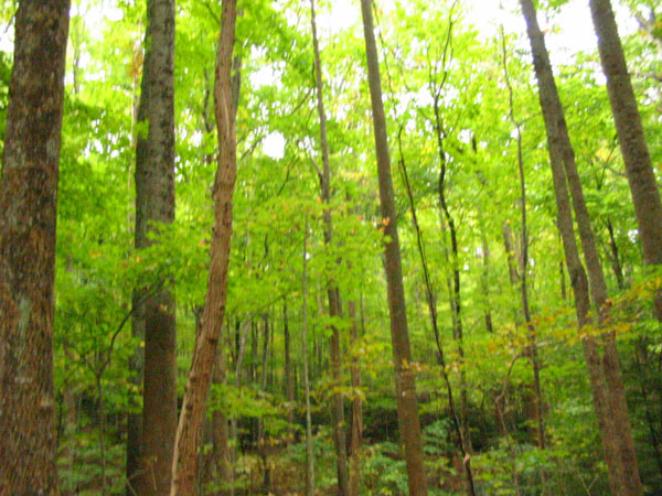 trees_in_mountain2